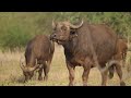 4K African Wildlife: Bwabwata National Park - Scenic Wildlife Film With Real Sounds