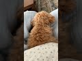 Toy poodle napping with family