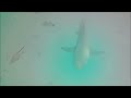 Polynésie 2023 - Requins au Lagon Bleu de Rangiroa