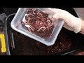 Breeding composting worms set up | Red Wigglers #thenodiggardener #vermicomposting