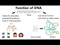 TEAS Biology Podcast: DNA, RNA, Genes, Chromosomes, Transcription and Translation