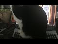 Funky Music Demo Feat. My Cat