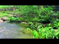 Peaceful Stream in Green Forest, Nature Sounds, Sounds of Birds, 10 Hours for Relaxing Water Sounds