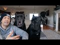 Cane Corso Suddenly Aggressive - Personality Change By Age