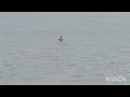 Чомга ныряет за рыбой/Големите гмурци се гмуркат за риба/Great grebes dive for fish