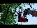 Quá gây cấn !!! Vua Khỉ cưa mé nhánh cây Sộp Đại Thụ 200 năm tuổi ở Long An . Cutting poplar tree.