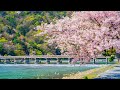 Spring Songs ~Healing Spring Music to listen in a quiet afternoon~ [BGM for Work / Study]