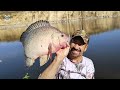 un caldazo de tilapia monstruo en la orilla del pequeño rio