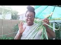 Harvest With Me - Easy To Grow Herbs In A Small Space