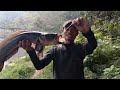 Untung Senar ku Kuat...!! Mancing Ikan Gabus Besar di Atas Pohon Tumbang || Casting Haruan
