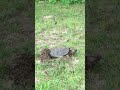 Snapping turtle laying her eggs