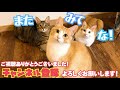 お風呂に入っていたら猫が話しかけてきました