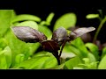 Amazing Nature - Plants Dancing in Time Lapse