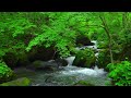 Mountain Stream, Flowing Water, Birds Chirping, White Noise, Nature Sounds for Sleeping