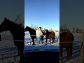Horses and a Cold Morning 🙏🦅❤🐎❄🌙🌎