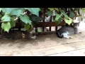 More cute stray cats