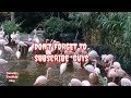 WHITE FLAMINGOS in KOWLOON PARK HONGKONG #flamingos #whiteflamingos #sofunny