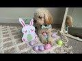 Toy Cavoodle changes colour! | 8-weeks to one-year