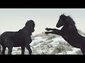 A Legacy: 2023 - McCullough Peaks Wild Horses