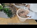 Repotting zzplant to make it abundant and pretty - Growing plants - Home gardening
