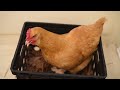 Mad chicken lays an egg and sings her song