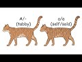 Cat Genetics for Writers & Artists part 6: Inhibitor & Widebanding [CC]