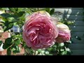 #86 Early Summer Garden Tour | My Garden in England