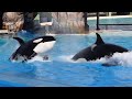 Kalia and Shouka during Inside Look at SeaWorld San Diego January 13, 2024