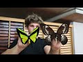 This Is The Most Beautiful Butterfly on Planet Earth (4K Ultra HD)