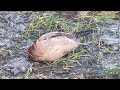 Pheasant Shooting in Scotland