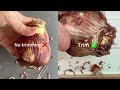 4 Methods to Plant Amaryllis Hippeastrum Bulbs | Which One Grows Fastest? (Part 1) Turn on CC