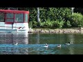 Bufflehead duck paddling across lake