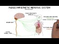2-Minute Neuroscience: Parasympathetic Nervous System