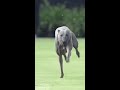 The fastest dog alive 😳