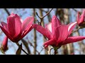 Magnolia flowers (HD1080p)