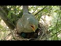 Cuckoo baby trying to drop baby in front of wild babbler bird @AnimalsandBirds107