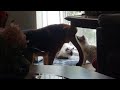 Dog fusses 2 cats for fighting😂