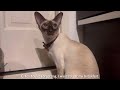 Siamese cat's daily life in the morning.