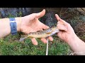 Pesca de la Trucha en un río Gallego