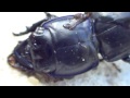 Arachnid, Darkling Beetle Caught Poolside--Scandalous!