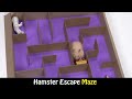 Funny Hamster | Hamster Escape Maze With Trap