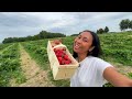 PANEN SEMUA STRAWBERRY YANG BENTUKNYA UNIK & JUMBO