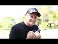 Pitbull Dog Training - How to Free Shape Train Place & Stay Command