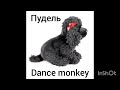 шоу маска пудель 🐩 (dance monkey 🐒🐵🙈)