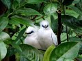 HongKongPark_Birds( lover )