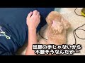 虫の居所が悪かった犬にはなでなでしても唸られますが、甘えん坊に切り替わる瞬間が可愛いすぎでした【トイプードル】