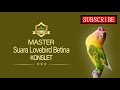 MASTER Lovebird Betina Konslet | AAHOBI MANIA