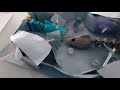 homemade hungry sharks