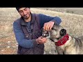 LEGENDARY KANGAL DOGS AND THE LONELY SHEPHERD IN THE ABANDONED GHOST VILLAGE