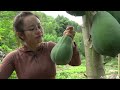 Harvesting papaya fruit gardens to sell at the market, garden & cook